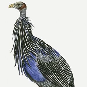 Illustration of a Vulturine guineafowl (Acryllium vulturinum), side view