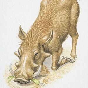 Illustration, Warthog (Phacochoerus africanus) kneeling with bent forelegs, eating root vegetable, front view