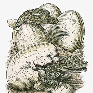 Illustration of young crocodiles hatching from eggs