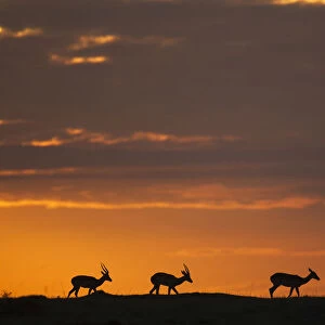 Impala at sunrise