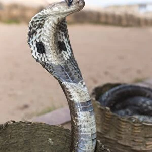 Indian Cobra, Asian Cobra or Spectacled Cobra -Naja naja-, Pettigalawatta Region, Southern Province, Sri Lanka