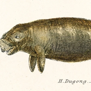 Indian dugong engraving 1803