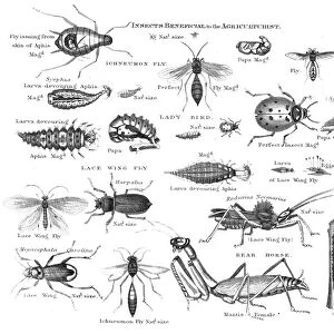 Insects injurious to fruit engraving 1873