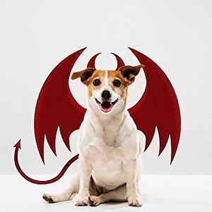 Jack Russell Devil Dog