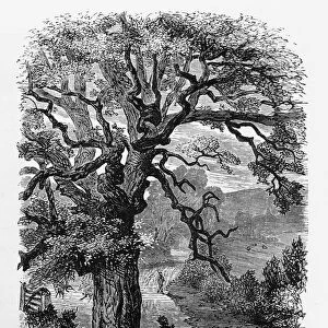 Jan Riddas Tree, Exmoor, England Victorian Engraving, 1840