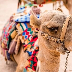 Jordanian Bedouin Camels
