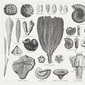 Jurassic fossils, wood engravings, published in 1876
