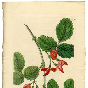 Kennedya Marryattae, Kennedya, Diadelphia Decandria Victorian Botanical Illustration, 1835