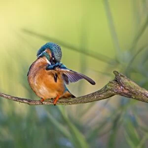 Kingfisher -Alcedo atthis-, preening male, middle Elbe, Saxony-Anhalt, Germany