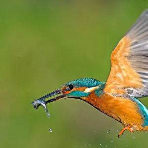 Kingfisher in flight with fish