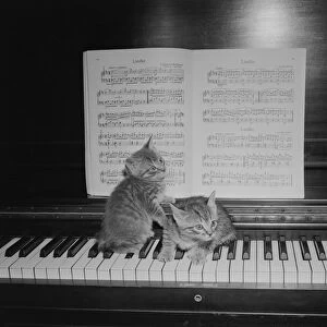 Two kittens sitting on piano keyboard by sheet music