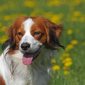 Kooikerhondje or Kooiker Hound -Canis lupus familiaris-, young male dog, portrait