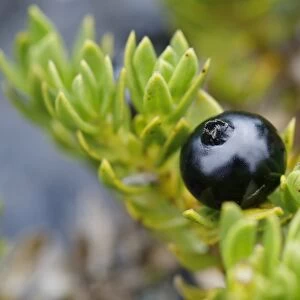 Kukaenene -Coprosma ernodeoides-, berry, Mauna Ulu, Hawaii Volcanoes National Park, Big Island, Hawaii, USA