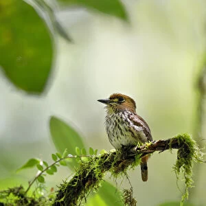 Puffbirds Collection: Lanceolated Monklet