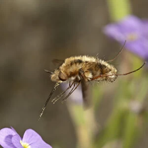 Large bee fly -Bombylius major- approaching an aubrieta -Aubrieta-, Untergroeningen, Baden-Wuerttemberg, Germany, Europe
