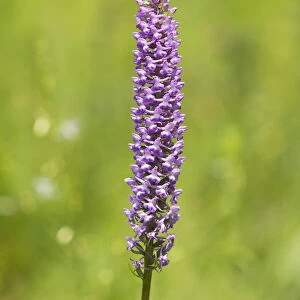 Large Fragrant Orchid -Gymnadenia conopsea-, flowering, Jena, Thuringia, Germany
