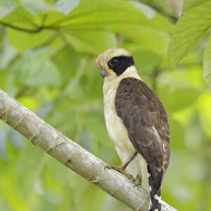 Accipitridae Collection: Laughing Falcon