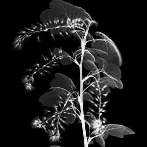 Laurestine (Viburnum tinus), X-ray