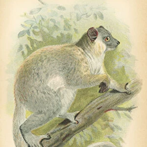 Lemur primate 1894