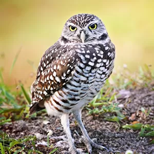 Full Length View of Burrowing Owl
