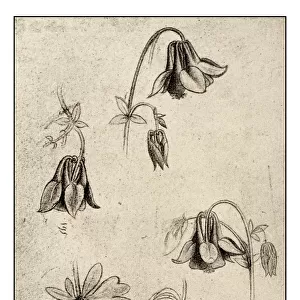 Leonardos sketches and drawings: flowers
