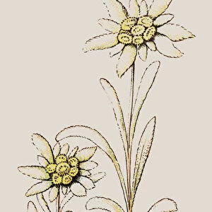 Leontopodium nivale, commonly called edelweiss