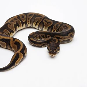 Leopard Ball Python or Royal Python -Python regius-, female