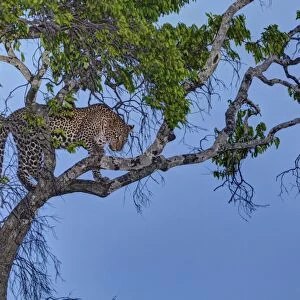 Leopard -Panthera pardus- in a fig tree at dusk, Masai Mara National Reserve, Kenya, East Africa, Africa, PublicGround