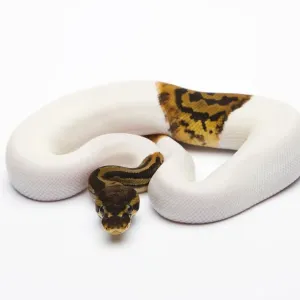 Leopard Piebald Ball Python Print Leopard Piebald Ball Python Print