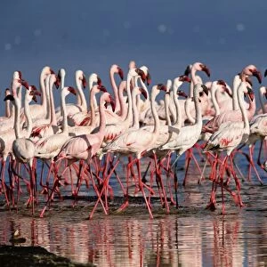 Lesser flamingos (Phoeniconaias minor) in lake