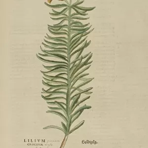 : Botanical Illustrations