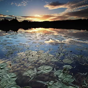 lily pond at dusk