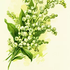 Botanical artwork