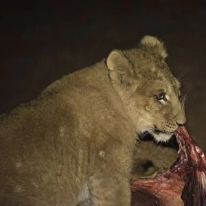 Lion -Panthera leo-, feeding, Namibia