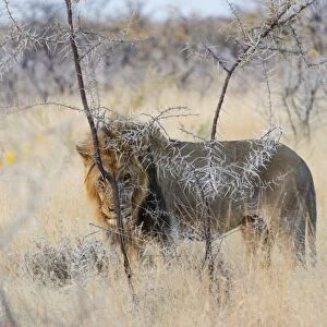 Lion -Panthera leo-, male with mane, Etosha National Park, Namibia