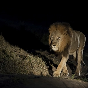 Lion -Panthera leo-, maned lion, at night, South Africa