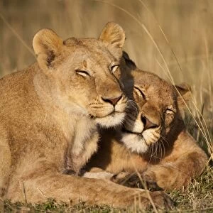 Lion Pride, Masai Mara Game Reserve, Kenya