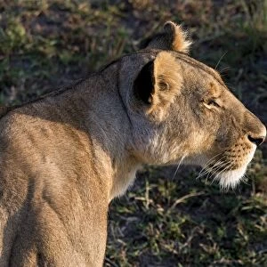 Lioness -Panthera leo-, Msai Mara, Kenya