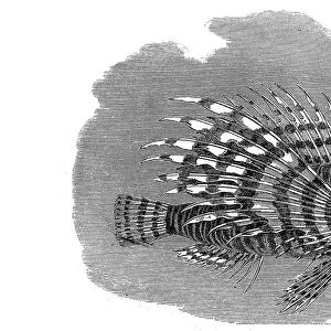 Lionfish Pterois Fish