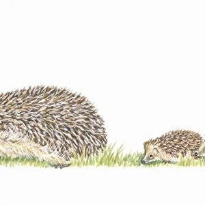 Litter of four baby hedgehogs following mother