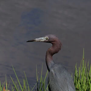 Herons Canvas Print Collection: Little Blue Heron
