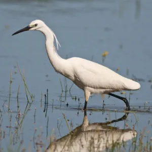 Little Egret -Egretta garzetta- foraging for food, Lake Kerkini, Central Macedonia, Greece