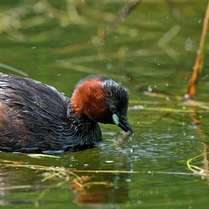 Animals Collection: Aquatic