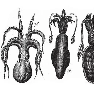 Loligo, Sepia Officinalis, Octopus, Squid, Representatives of the Phyla Mollusca, Echindermata