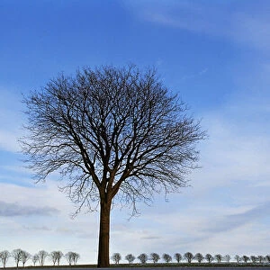 Lone bare tree, row of bare trees in background