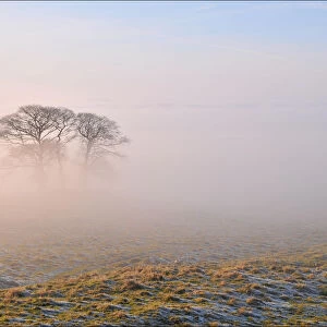 Lone tree in mist morning
