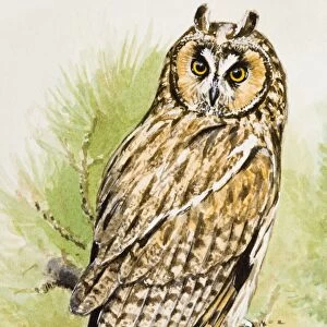Long-eared Owl (Asio otus), perching on a branch, looking over shoulder