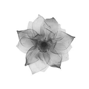 Lotus flower (Nelumbo nucifera), X-ray