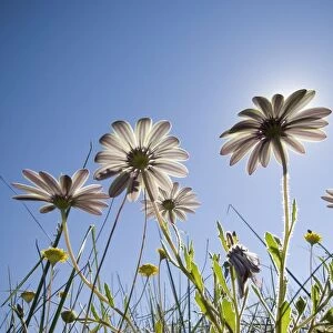 A Low Angle of Wild Daisies with the Sun in the Background