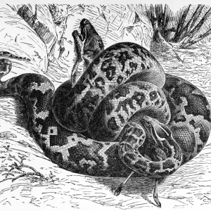 Fine Art Print of Python molurus (Yellow Burmese Python) Fine Art Print of Python molurus (Yellow Burmese Python)